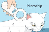 Cấy chip định vị chó mèo: Cách theo dõi thú cưng bằng Microchip-Tiptory